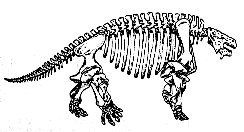 Scutosaurus skeleton