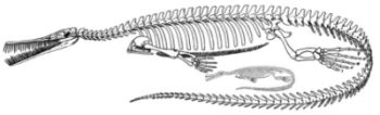 Mesosaur adult and neonate size comparison