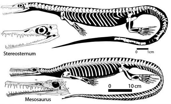 Mesosaurs