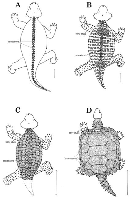 Pareiasaurs and turtles - from Lee 1997