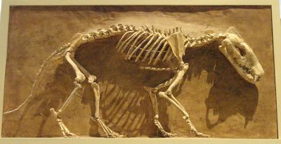 Hyaenodon horridus