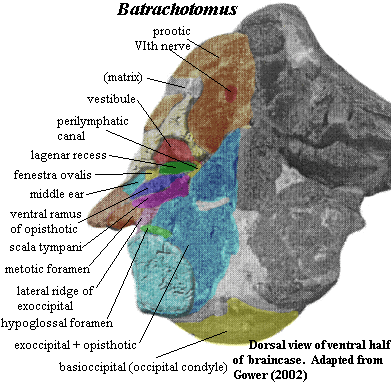 Batrachotomus ventral braincase in dorsal view