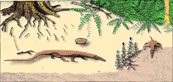 Doswellia environment.  Modified from Weems (1980)