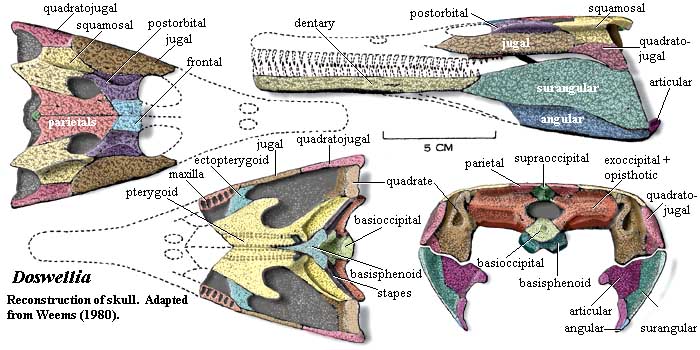 Doswellia skull.  Weems (1980)