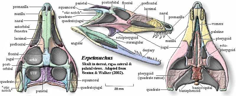 Erpetosuchus skull.  Benton & Walker (2002)