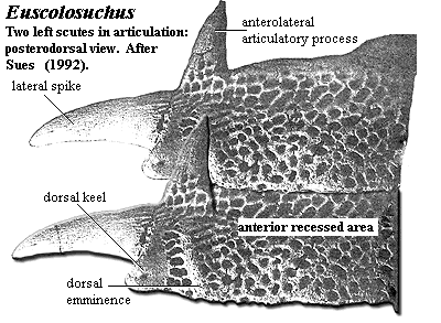 Euscolosuchus scutes.  After Sues (1992)