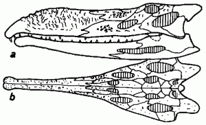 Nicrosaurus kapffi