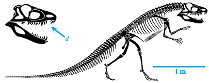 Ornithosuchus