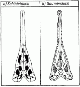 Parasuchus bransomi