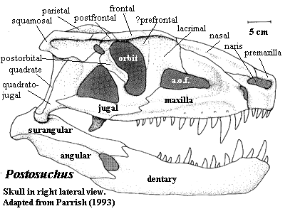 Postosuchus skull.  Parrish (1993).