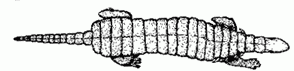 Redondasachus