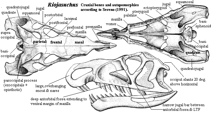 Riojasuchus cranial bones & autapomorphies.  Sereno (1991)