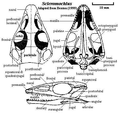 Scleromochlus skull.  Benton (1999)