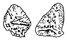 Phytosaur dorsal scutes