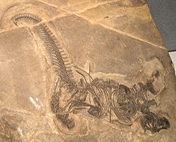 Drepanosaurus unguicaudatus