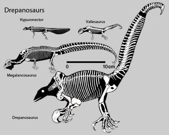 Drepanosaurs drawn to scale