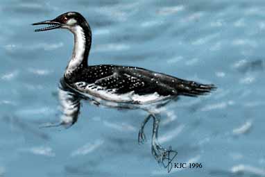 Hesperornis