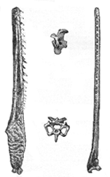 Ichthyornis jaw & vertebrae