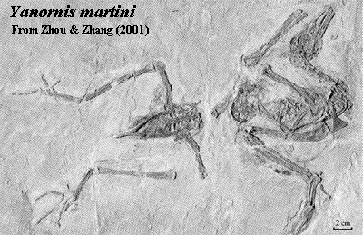 Yanornis from Zhou & Zhang (2001)