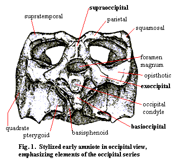 Occiput1