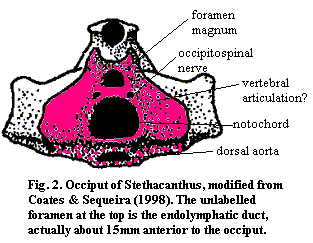 Stethacanthus