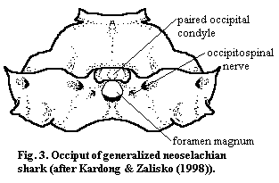 Neoselachian occiput