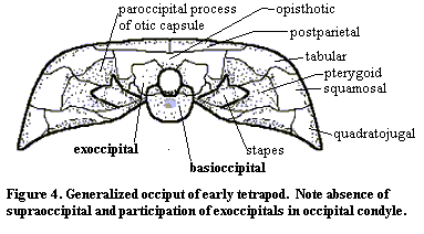 Tetrapod