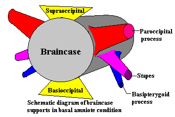 Generalized braincase