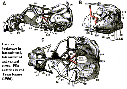 Lacerta braincase, showing pila antotica.