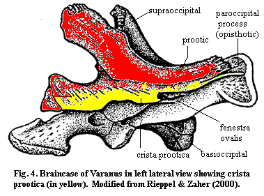 Crista prootica of Varanus