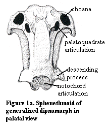 Isolated sphenethmoid