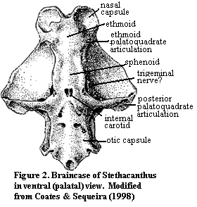 Stethacanthus