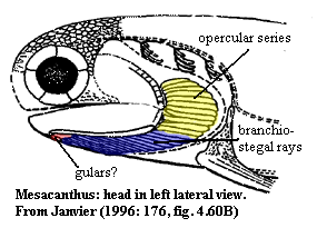 Mesacanthus