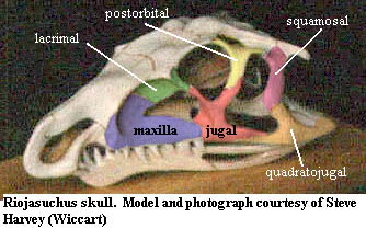 Riojasuchus