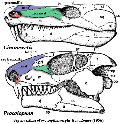 Limnoscelis and Procolophon. Romer (1956)