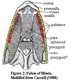 Mimia palate.  Carroll (1988)