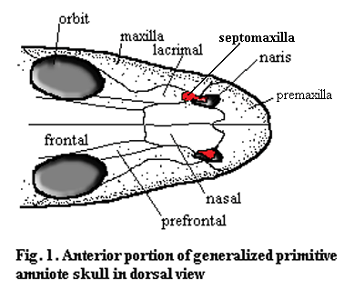 Bob septomaxilla