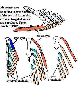 Acanthodes ventral gill arches from Janvier (1996)