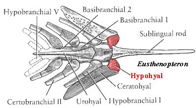 Eusthenopteron branchial arges from Carroll (1988)