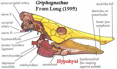 Griphognathus skull from Long (1995)