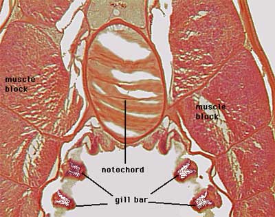 Branchiostoma Cross section