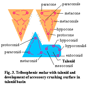 Tribosphenic molar