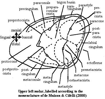 de Muizon & Cifelli upper left molar