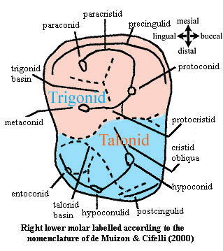 Lower right molar