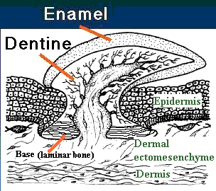 Odontode (placoid scale) structure