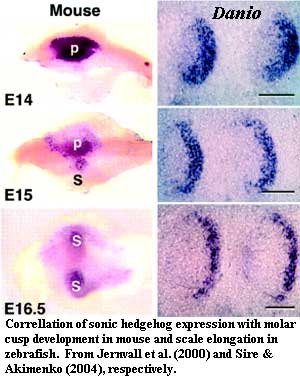 Shh expression in molar & scale