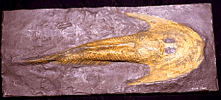 Cephalaspis