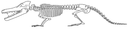 Ambulocetus