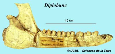 Diplobune Jaw