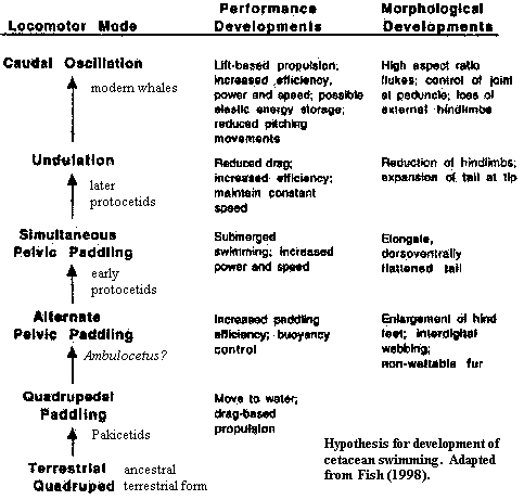 Evolution of cetacean swimming.  From Fish (1998).